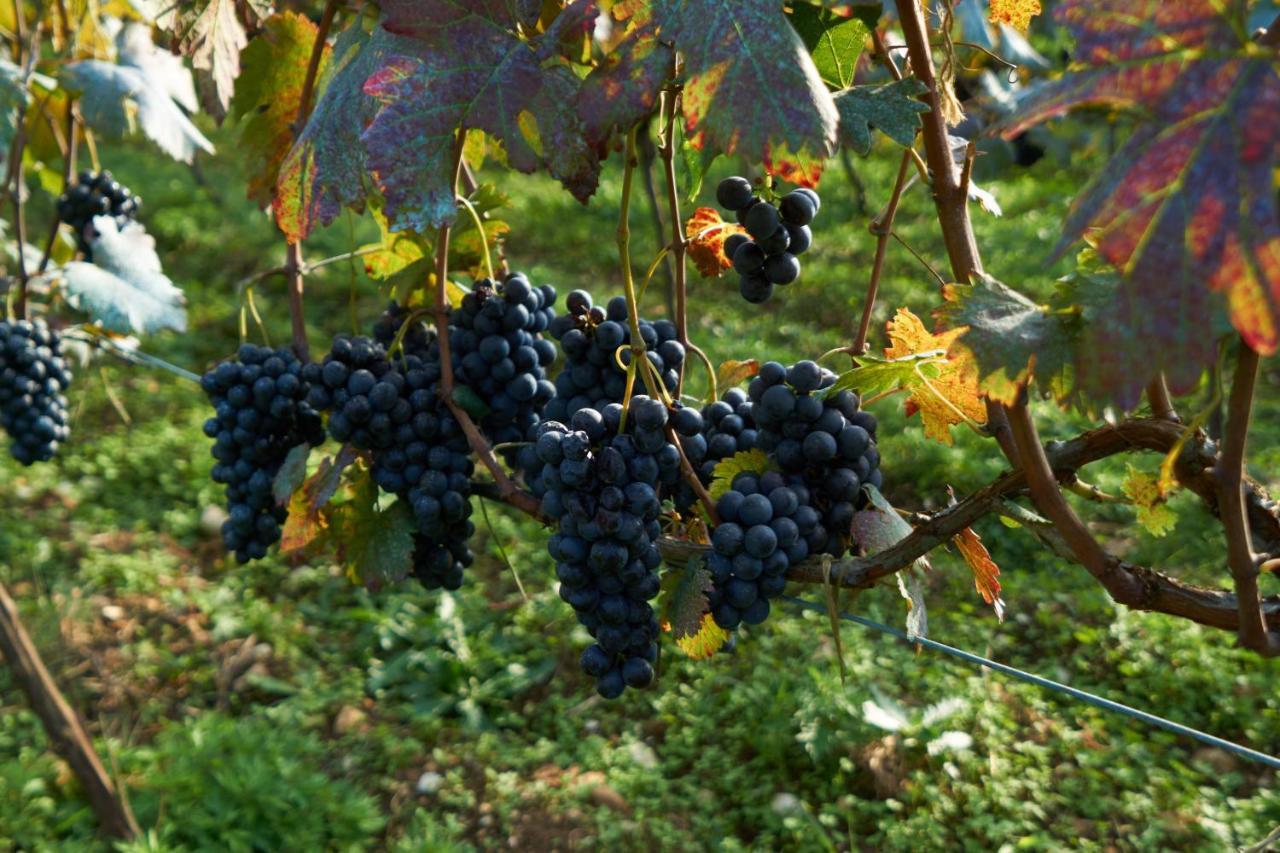 Agro Guesthouse Korena Kutaisi Zewnętrze zdjęcie